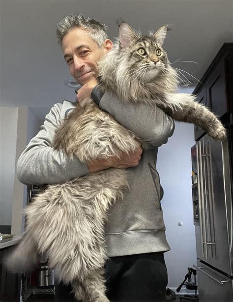 Everyone say hello to my big boy, LJ! He's a Maine Coon, gonna be 3
