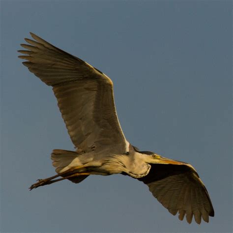 Garça real Avifauna Jardim Gulbenkian