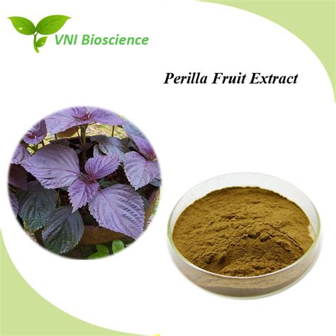 Kosher Halal Certified 100 Natural 10 1 Perilla Leaf Extract