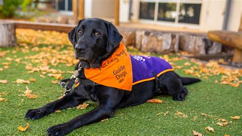 Kids News Winston The Dog Helps Calm Stressed And Anxious Kids