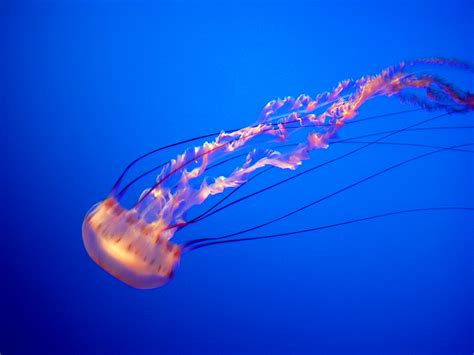 BLACK SEA NETTLE- giant jelly | Pics4Learning