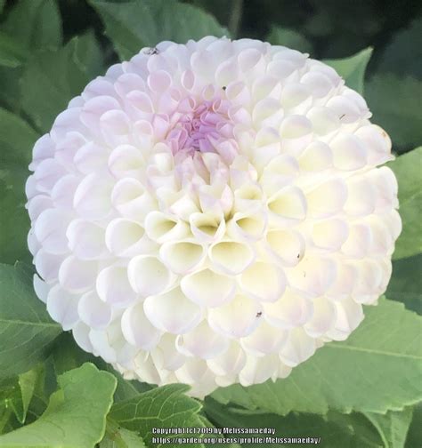 Dahlia Hollyhill Miss White In The Dahlias Database