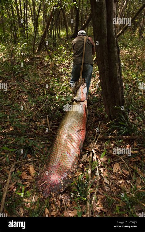 Arapaima Arapaima Gigas Caught By Fisherman Rupununi Guyana Stock