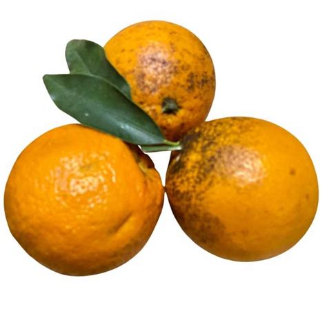 Buy Oranges And Tangerines From Valencia At Home Oranges Online