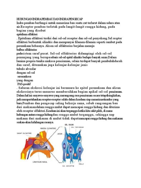 Hubungan Indra Pembau Dan Indra Pengecap Pdf