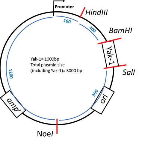 Plasmid Restriction Enzyme Maps