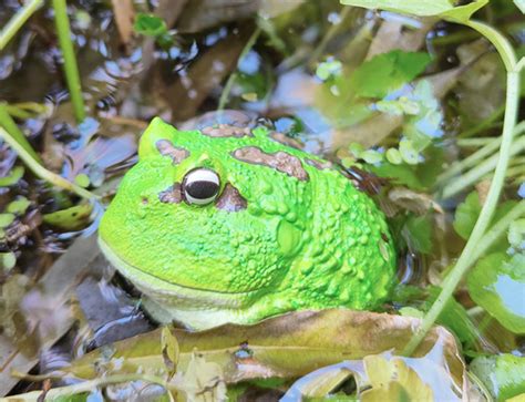 Ceratophrys cranwelli – Special edition (Green) – Herping.es