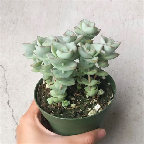 Crassula Ivory Towers Crassula Conjuncta Succulent For Sale Succulents Box Succulent Gardening