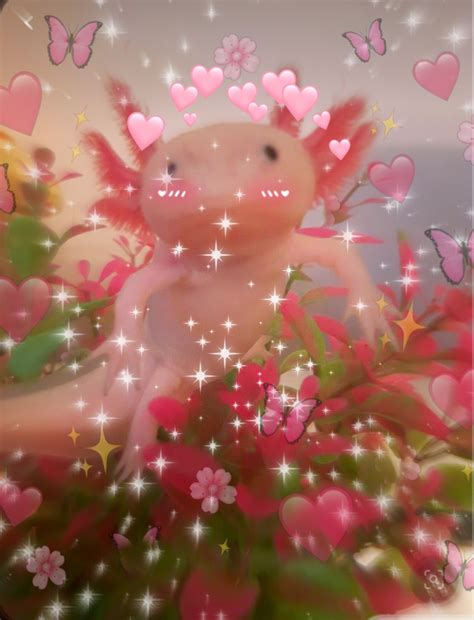 Axolotl Wallpaper Cuteness Freetoedit Axolotl Cute Animal | Porn Sex Picture