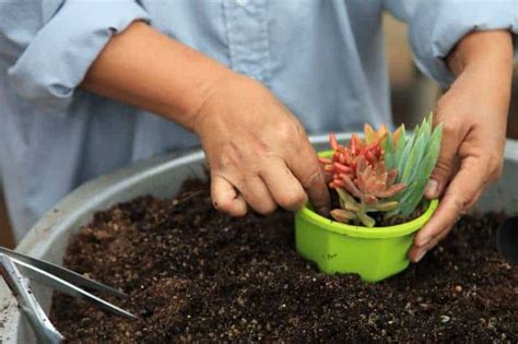 How To Care For Succulents - Sublime Succulents