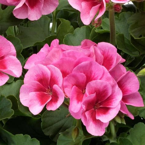 Americana™ Rose Mega Splash Geranium Plants For Sale Growjoy