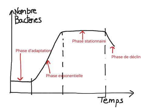 Explications D Une Courbe De Croissance Bact Rienne Science Showme