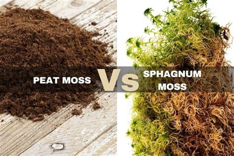 Peat Moss Vs Sphagnum Moss Exploring The Contrasts