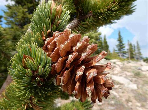 40 Species of Pines From Around the World
