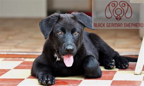 ?Black German Shepherd Puppies Number 1 : Everything You Need to Know!