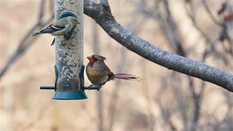 Voici les graines à ne surtout pas donner aux oiseaux Evitez les