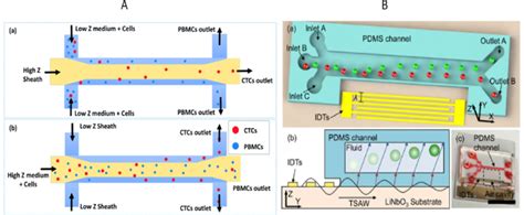 A The acoustic impedance contrast is utilized to isolate HeLa and ...