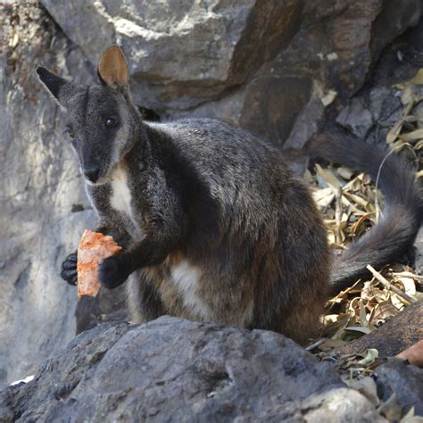 Scientists seek rare species survivors amid Australia flames