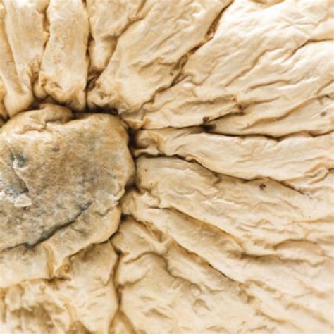 Origin White Jedi Mind Fuck Salish Trails