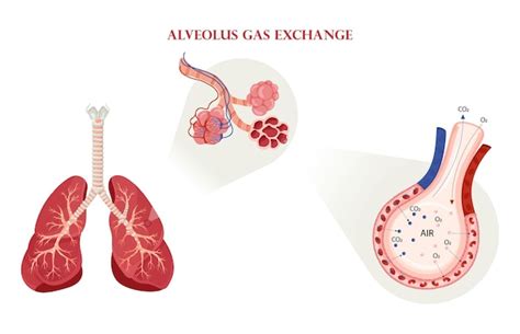 Esquema De Intercambio De Gases Alv Olos En Los Pulmones Vector Premium