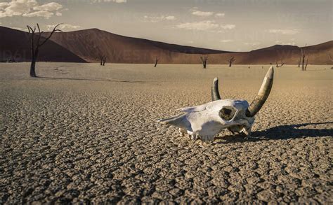 Cattle Skull In Desert Windhoek Namibia Africa Stock Photo