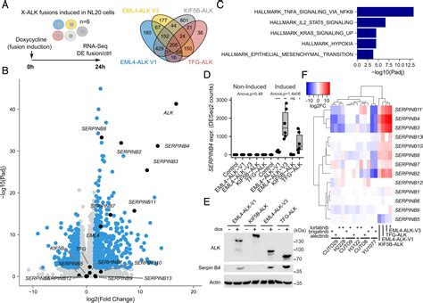 ALK fusion NSCLC oncogenes promote survival and inhibit NK cell ...