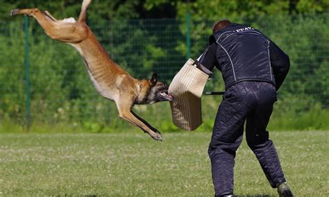 Cómo se entrenan los perros especializados en defensa y ataque