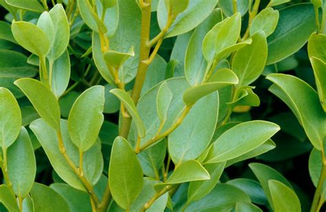 Griselinia Littoralis New Zealand Broadleafrhs Gardening