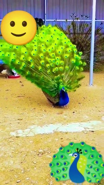 Peacocks 🦚🦚🦚🦚🦚🦚🦚🦚☺️🙂😊🥰🥰🥺🥰🥺🥺🥺🥺🥺🥰🥺🥺🥺😘😂😍 Youtube