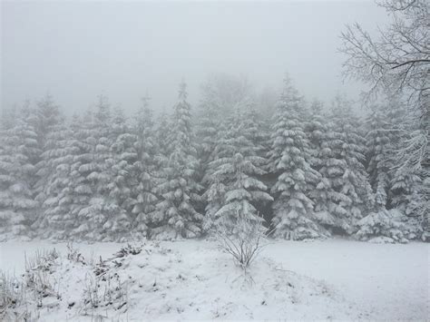 Free Images Landscape Tree Nature Forest Branch Cold White