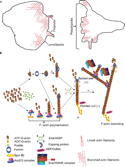 Actin Polymerization And Branching A Representative Cells Showing