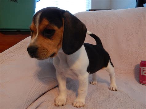 Previous Litter Of Miniature Pocket Beagle Puppies Born 8 2 13 Pocket