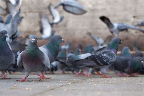 A Pigeons Life Cycle Explained Ne Pigeon Supplies