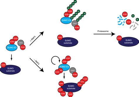 Model Explaining The Rise And Fall Of SUMOylation At Sites Of DNA