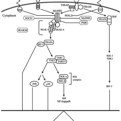 Toll Like Receptor Signaling Pathway The Dashed Lines Show Some