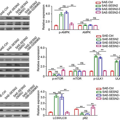 Sesn Regulates The Ampk Mtor Signalling Pathway A Western Blot