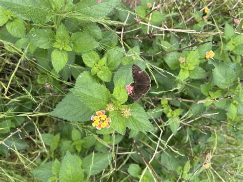 Horace S Duskywing From Circle C Ranch Austin Tx Us On May