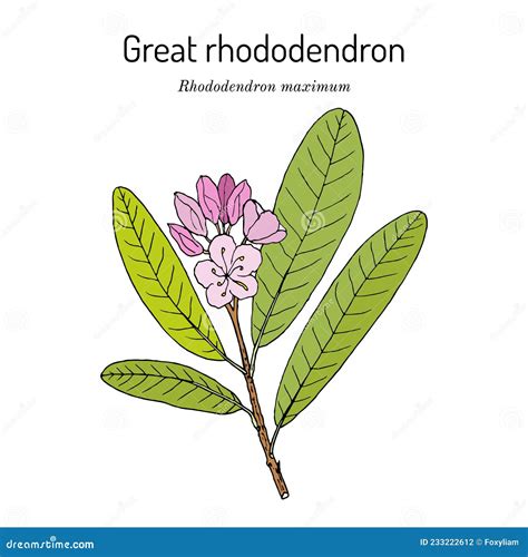 state flower west virginia 1