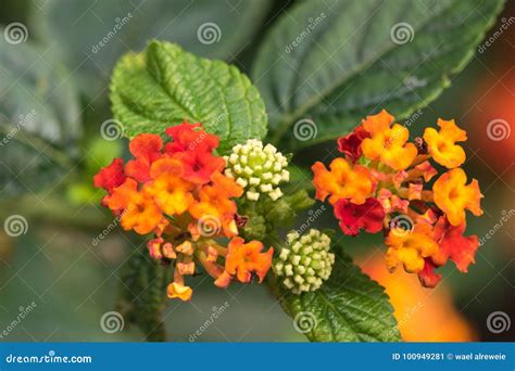 Flor Colorida Del Seto Lantana Que Llora Amarillo De Calippo Imagen