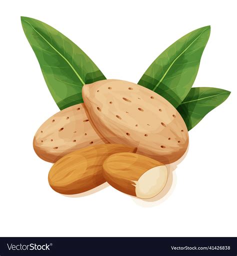 Almond In Nutshell With Leaves Detailed Raw Nut Vector Image