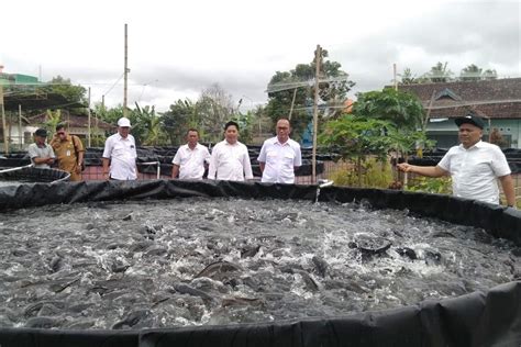 Produksi Perikanan Budidaya Di Gunungkidul Mencapai 12 000 Ton