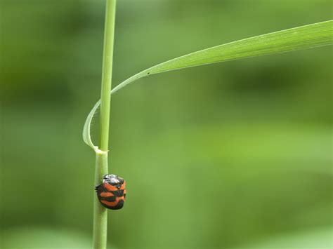 Most Venomous Insects in the World: 9 Creepy Crawlies to Avoid