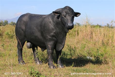 Black Angus Bull Statue Life Size Black Angus Bull Statue : Life size statues, Life Size Statues ...