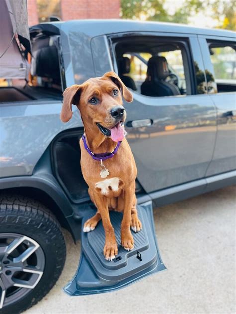 Adopt A Dog Event At The Rivian Hub Petguide