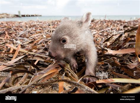 Tasmania Australia 08th Apr 2016 Handout A Handout Provided By