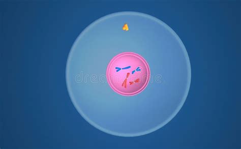 In Cell Biology, Mitosis is a Part of the Cell Cycle in Which ...