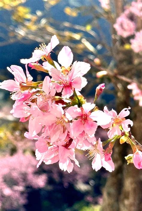 粉紅風暴〜雲林古坑草嶺「石壁美人谷」瞬間成粉紅仙境 滿山滿谷櫻花盛開9成 3周湧入超過40萬遊客上山賞櫻！ 台灣華報