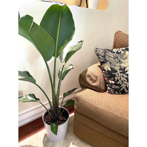 Primrue Sykes White Bird Of Paradise Live Floor Plant In Pot Wayfair