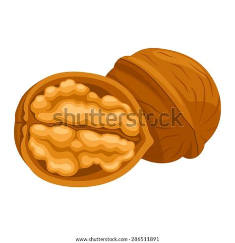 Walnut Stock Vector (Royalty Free) 286511891 | Shutterstock