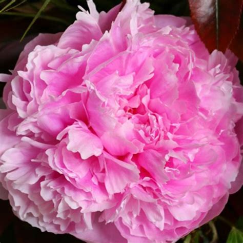 Alexander Fleming Pioenroos - Molenaar Agriculture Pioenrozen